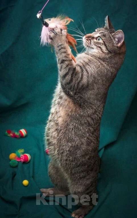 Кошки в Москве: Шикарный шпротный кот Вася в добрые руки Мальчик, Бесплатно - фото 7