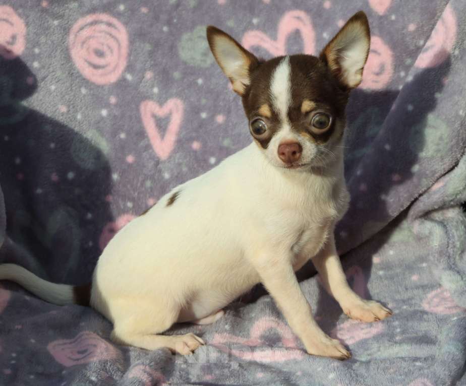 Собаки в Москве: Чихуахуа щенок мини мальчик  Мальчик, 45 000 руб. - фото 3