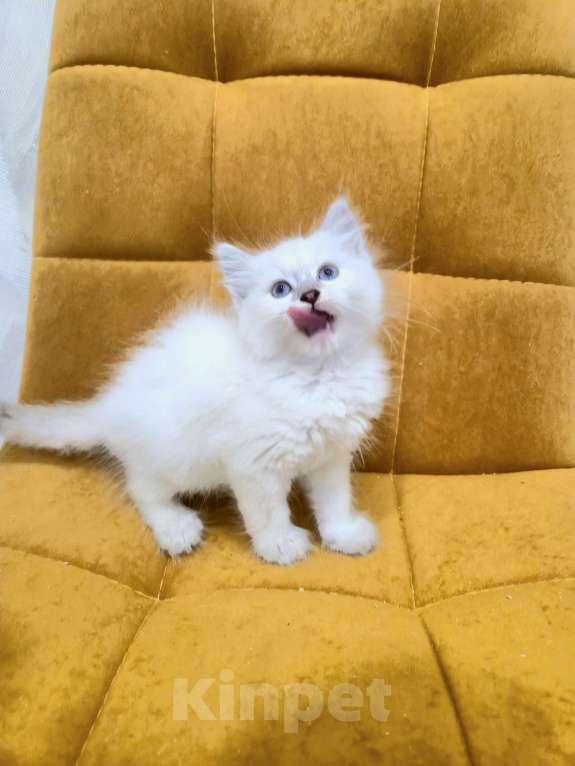 Кошки в Москве: Самая нежная малышка Рэгдолл  Девочка, 37 000 руб. - фото 5