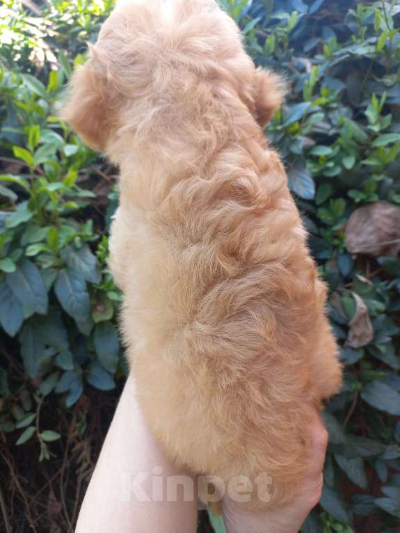 Собаки в Краснодаре: Той-пудель девочка Девочка, Бесплатно - фото 3