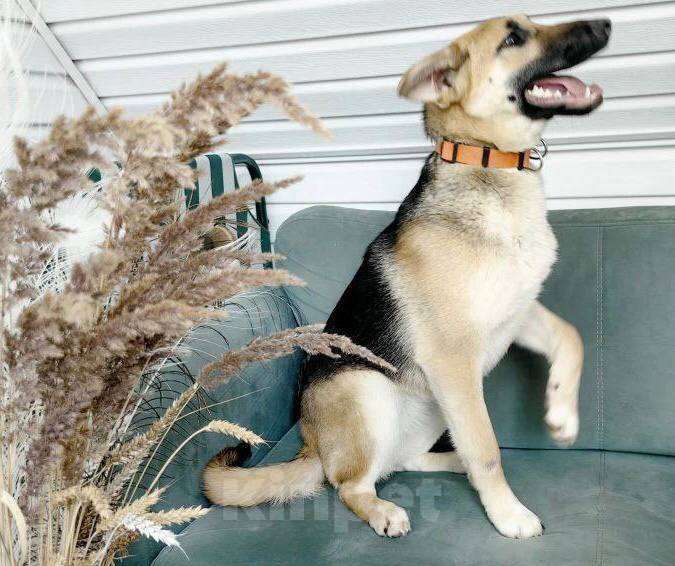 Собаки в других городах Московской области: Герда ищет дом Девочка, Бесплатно - фото 3