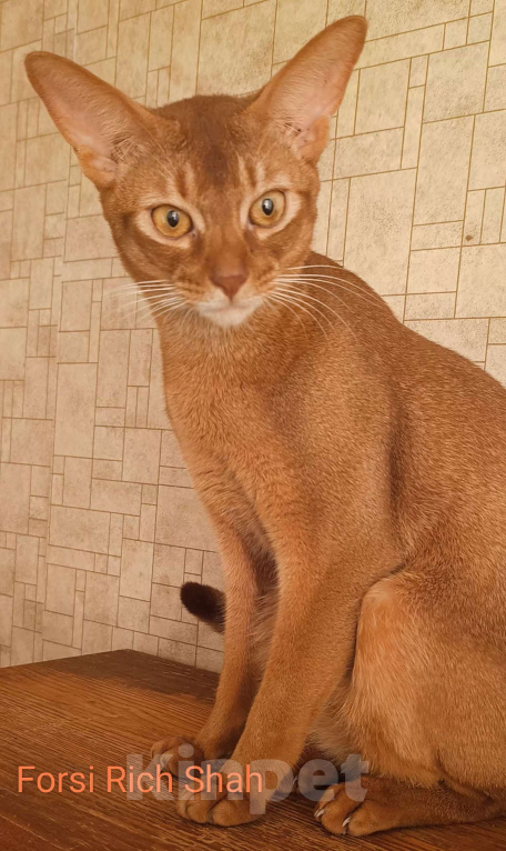 Кошки в Москве: Абиссинский котик соррель Мальчик, 96 000 руб. - фото 3