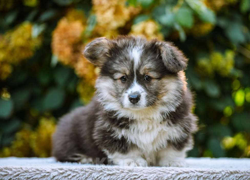 Собаки в Новосибирске: Вельш Корги Пемброк Джеймс Пи Салливан (Флаффи) Мальчик, 55 000 руб. - фото 6