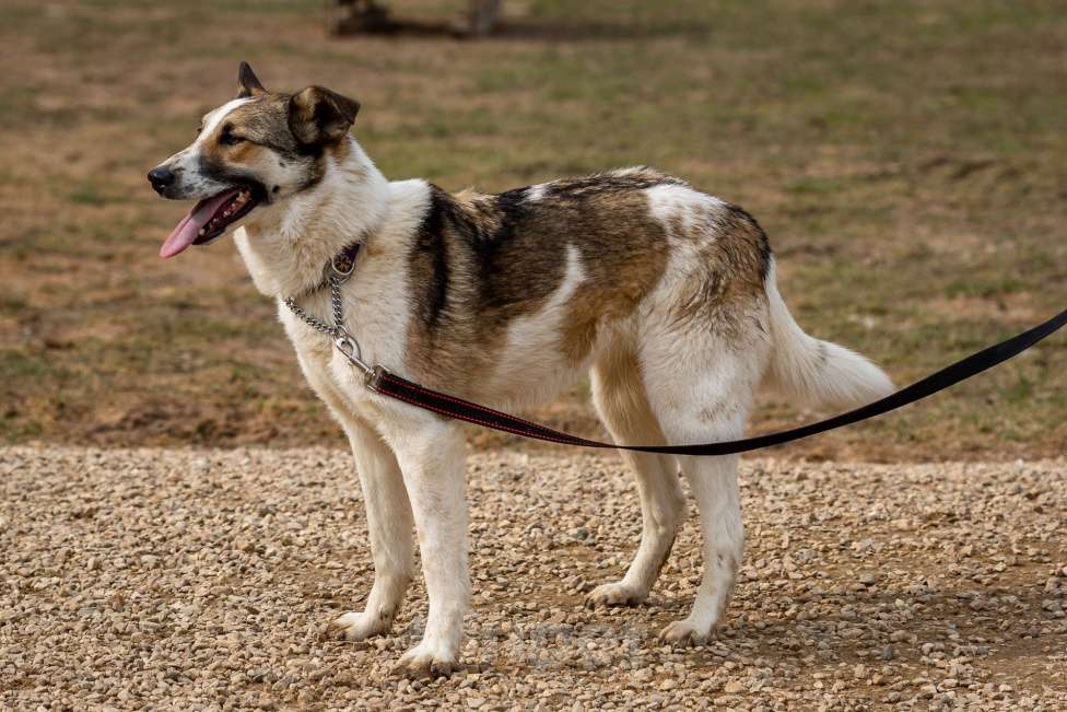 Собаки в Москве: Рокси Девочка, Бесплатно - фото 2