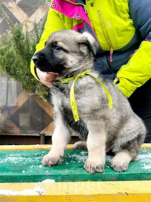Собаки в Москве: Щенки вео  Девочка, 50 000 руб. - фото 3