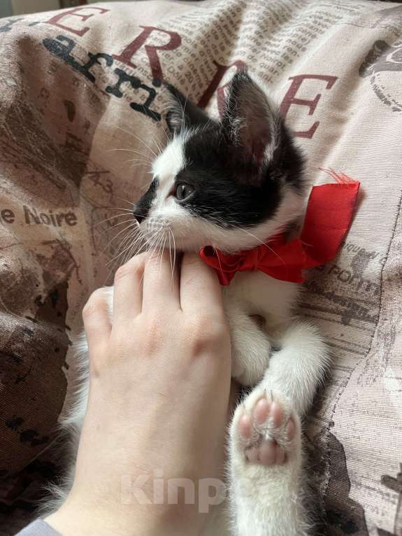 Кошки в Воронеже: Котенок Орео, пятнистый Девочка, Бесплатно - фото 4