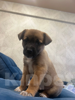 Собаки в Ангарске: В добрые руки щенок 2 месяца,мальчик Мальчик, Бесплатно - фото 2