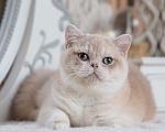 Кошки в Владивостоке: Британская кошечка Девочка, 50 000 руб. - фото 8