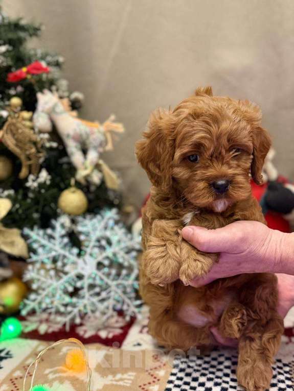 Собаки в Москве: Кавапу мальчик Мальчик, 85 000 руб. - фото 6