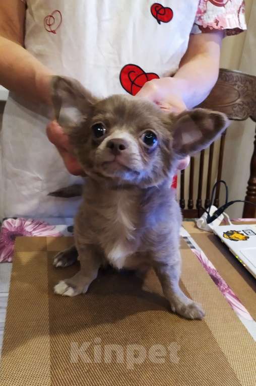 Собаки в Москве: Дш лиловая девчонка  Девочка, 60 000 руб. - фото 6