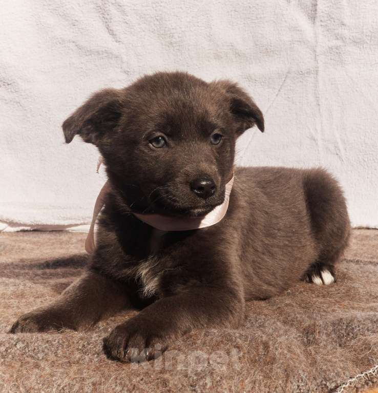 Собаки в других городах Московской области: Щенки 1,5-2 месяца в добрые руки Девочка, Бесплатно - фото 2