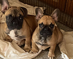Собаки в Санкт-Петербурге: Очаровательная девочка французского бульдога  Девочка, 45 000 руб. - фото 6