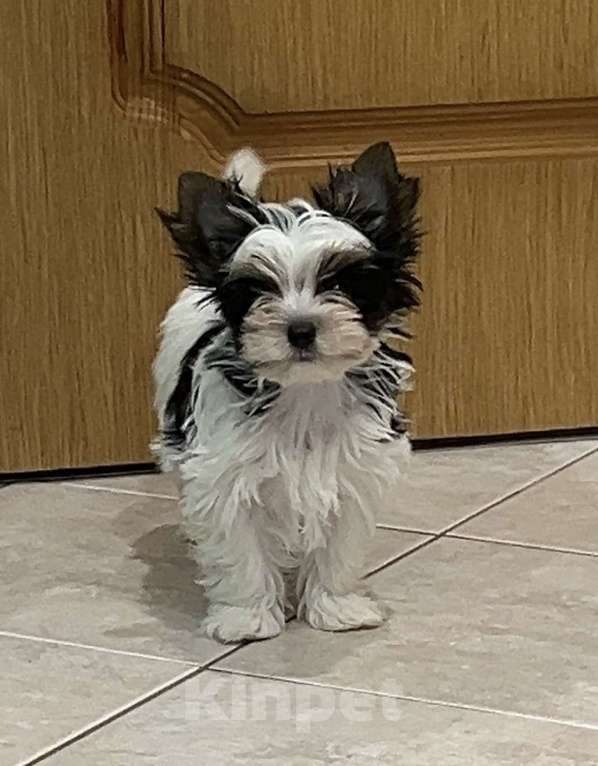 Собаки в Москве: Очаровательный малыш Мальчик, 60 000 руб. - фото 1