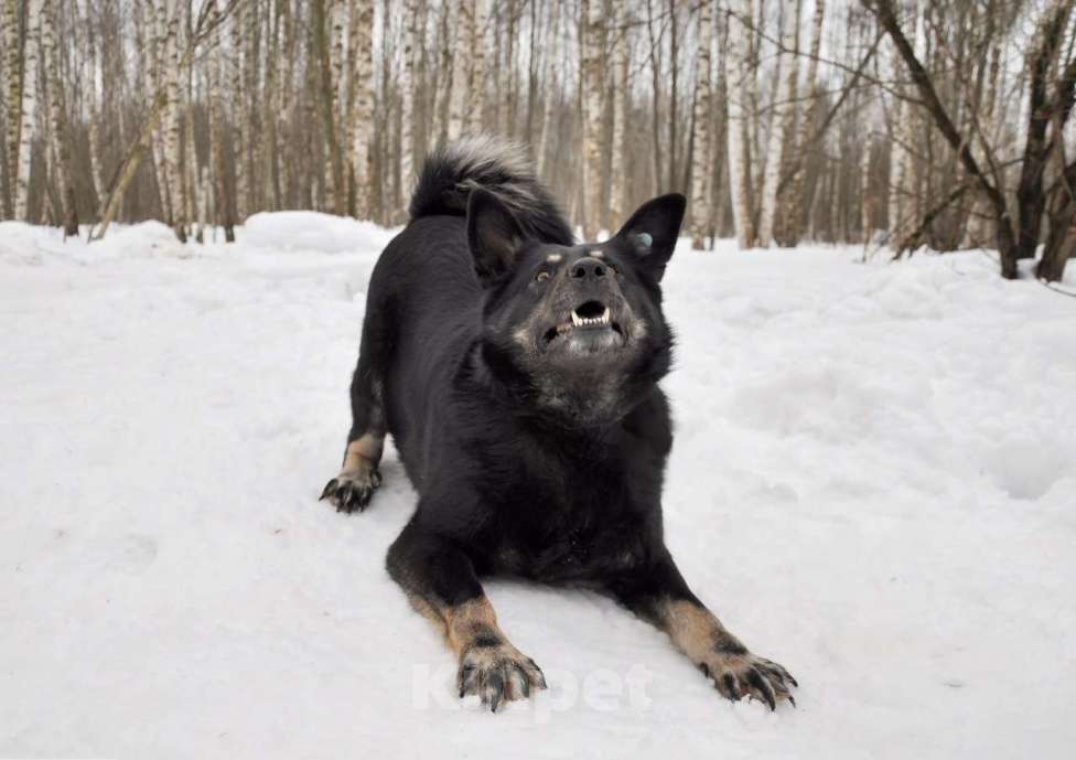 Собаки в Ногинске: Милли Девочка, Бесплатно - фото 4
