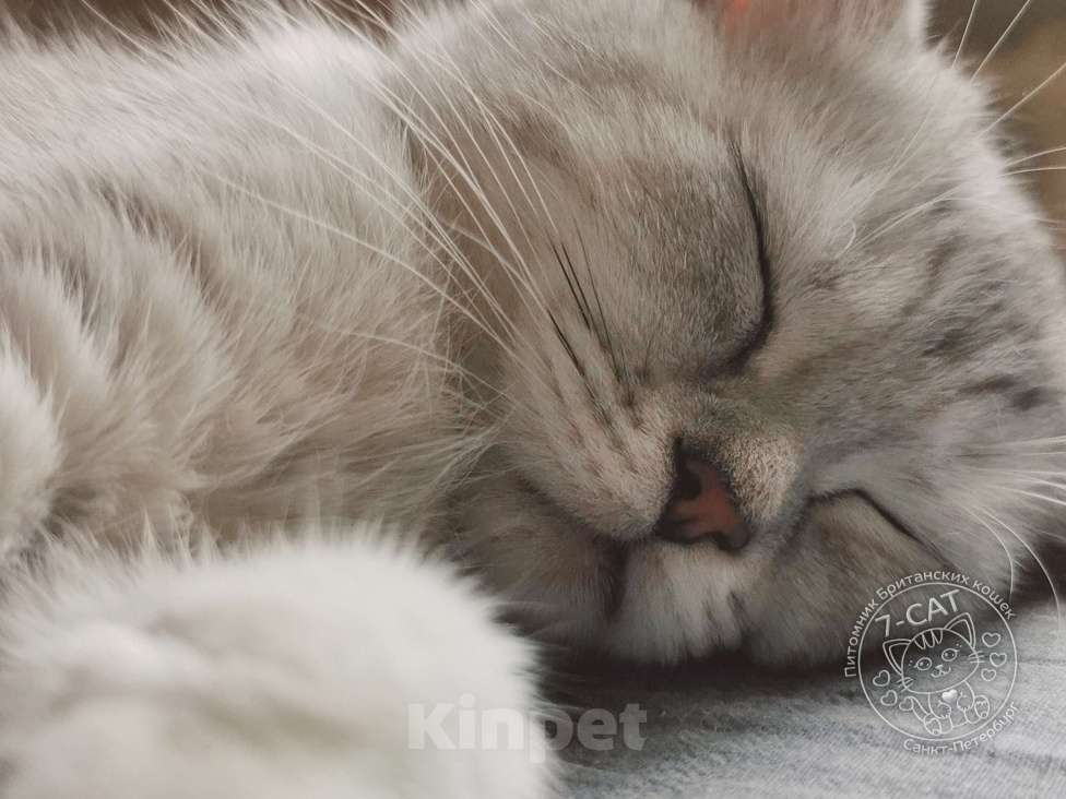 Кошки в Санкт-Петербурге: Британская серебристая шиншилла NS 24 Девочка, 30 000 руб. - фото 6