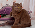 Кошки в Санкт-Петербурге: Британский котик эксклюзивного окраса циннамон Мальчик, 45 000 руб. - фото 4