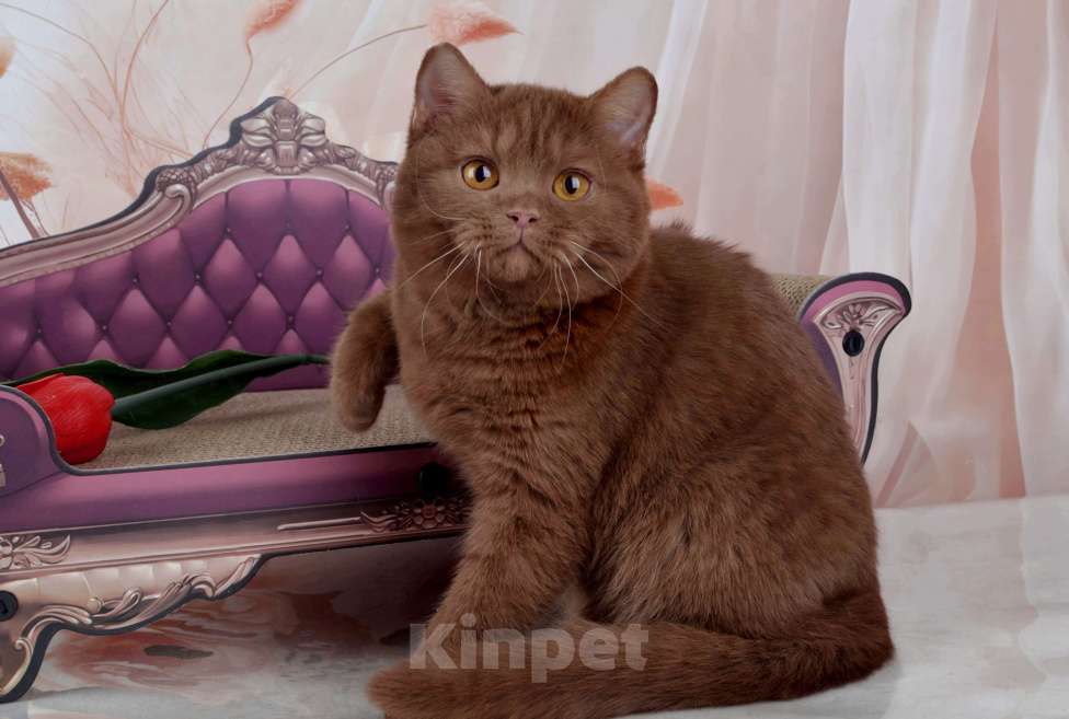 Кошки в Санкт-Петербурге: Британский котик эксклюзивного окраса циннамон Мальчик, 45 000 руб. - фото 4