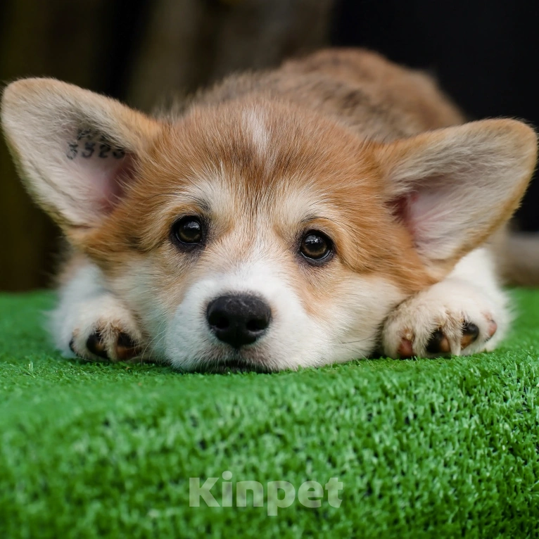 Собаки в Воронеже: Щенок вельш корги пемброк GABRIELLA DAISY Девочка, 50 000 руб. - фото 5