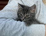 Кошки в Санкт-Петербурге: Котенок Вафля Девочка, Бесплатно - фото 9