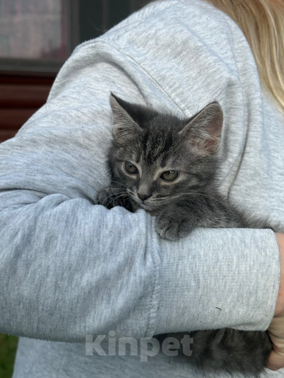 Кошки в Санкт-Петербурге: Котенок Вафля Девочка, Бесплатно - фото 9
