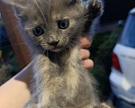 Кошки в Аксае: Котята в добрые руки Мальчик, Бесплатно - фото 2