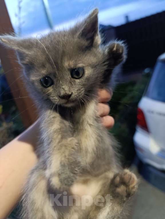 Кошки в Аксае: Котята в добрые руки Мальчик, Бесплатно - фото 2