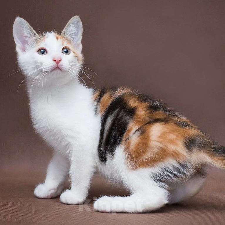 Кошки в Москве: Ласковый котёнок Фаина Девочка, Бесплатно - фото 4