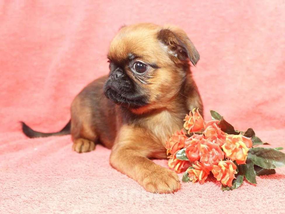 Собаки в Санкт-Петербурге: Маленькая прелесть Девочка, 80 000 руб. - фото 2