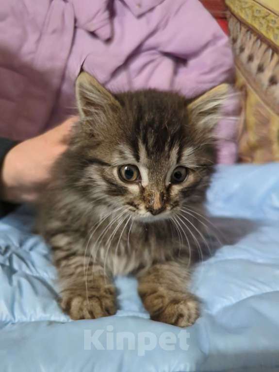 Кошки в Москве: Котенок мальчик 2 месяца Мальчик, Бесплатно - фото 4