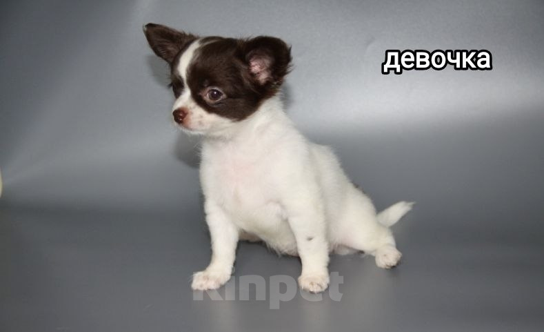 Собаки в Чебоксарах: Очень красивая малышка чихуахуа дш Девочка, Бесплатно - фото 5