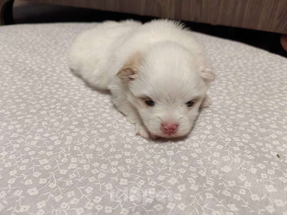 Собаки в Самаре: Немецкий шпиц Девочка, 50 000 руб. - фото 6