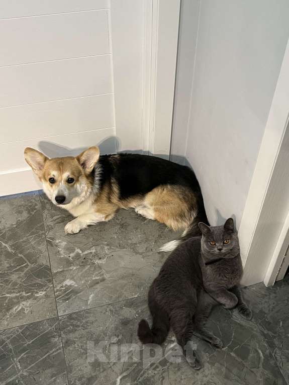 Собаки в Екатеринбурге: Вельш корги пемброк триколор Мальчик, 30 000 руб. - фото 3