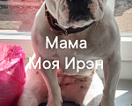 Собаки в Стерлитамаке: Щенок французского бульдога Мальчик, 35 000 руб. - фото 2