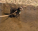 Собаки в Самаре: Американский кокер-спаниель вязка, 3 000 руб. - фото 7