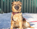 Собаки в Москве: Скромная девчока Агля ищет дом Девочка, 10 руб. - фото 1