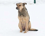 Собаки в Москве: Бесхитростная собака. Мася Девочка, Бесплатно - фото 3