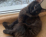 Кошки в Москве: Черный котенок Гоша в добрые руки Мальчик, 100 руб. - фото 3