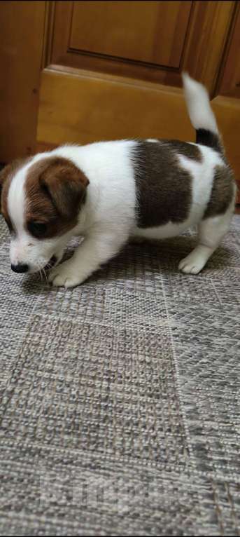 Собаки в Липецке: Щенки джек-рассел-терьер Мальчик, Бесплатно - фото 6