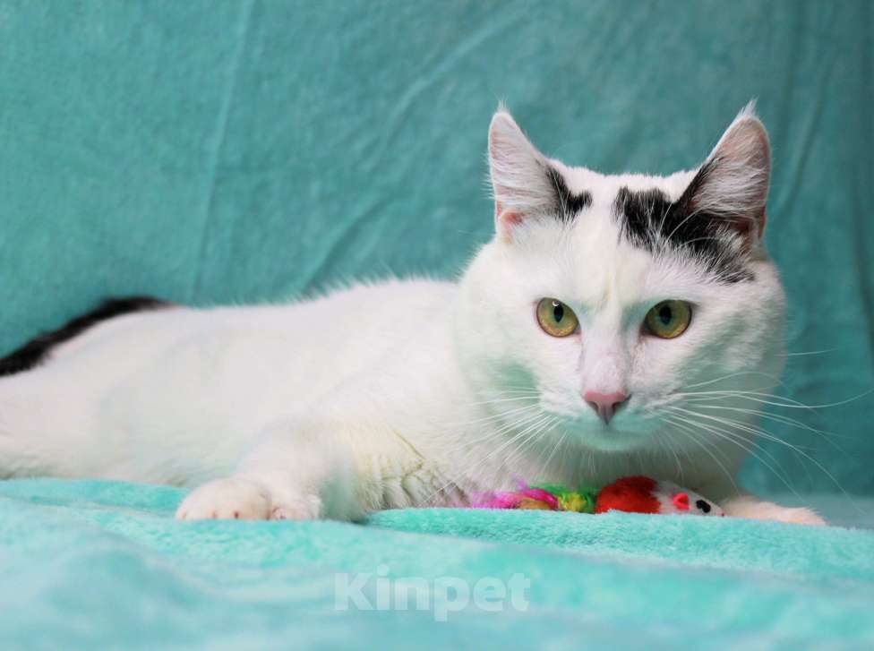 Кошки в Москве: Сирота в поисках семьи Мальчик, Бесплатно - фото 3