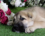 Собаки в Шахте: щенки алабая Мальчик, 25 000 руб. - фото 5