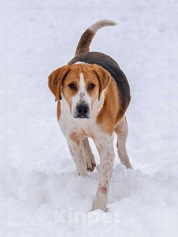 Собаки в Москве: Зара, обворожительная, статная гончая ищет дом Девочка, Бесплатно - фото 3