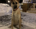 Собаки в Истре: Найдена  Девочка, Бесплатно - фото 3
