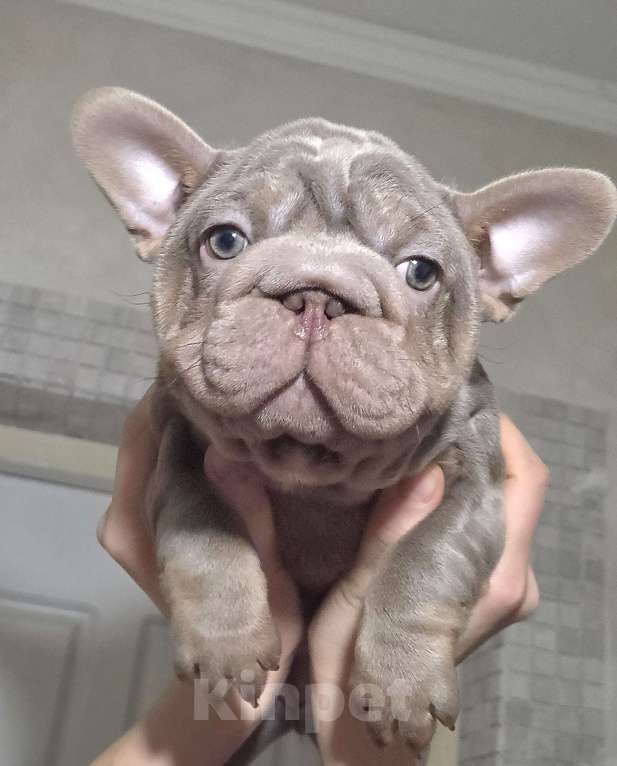 Собаки в Москве: Французская булочка Девочка, Бесплатно - фото 2