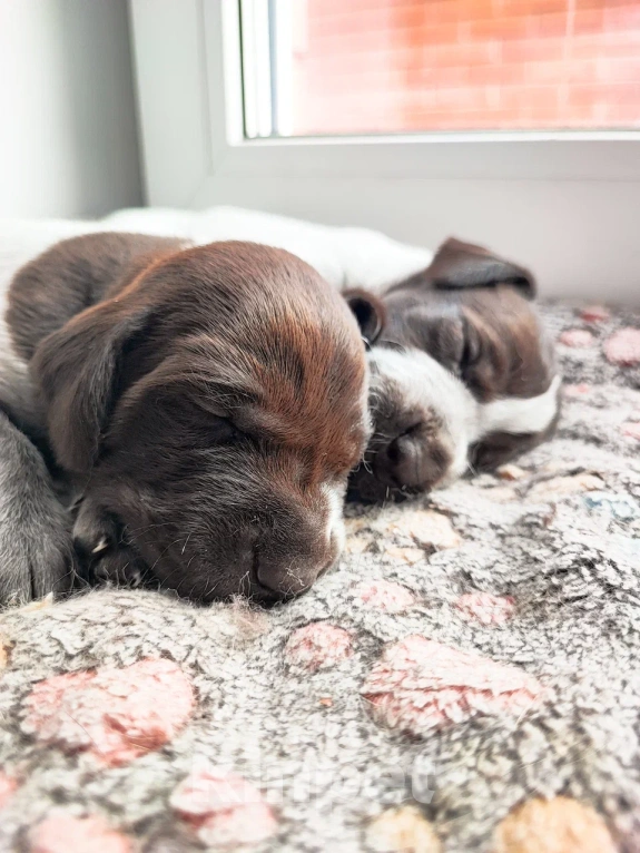 Собаки в Твери: Щенки курцхаара Девочка, 20 руб. - фото 3