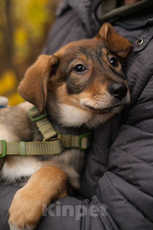 Собаки в Санкт-Петербурге: Девочка 2 Девочка, Бесплатно - фото 1