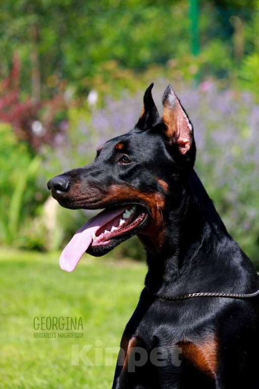 Собаки в Санкт-Петербурге: Щенок добермана в питомнике Версаль Манифик Мальчик, 130 000 руб. - фото 7