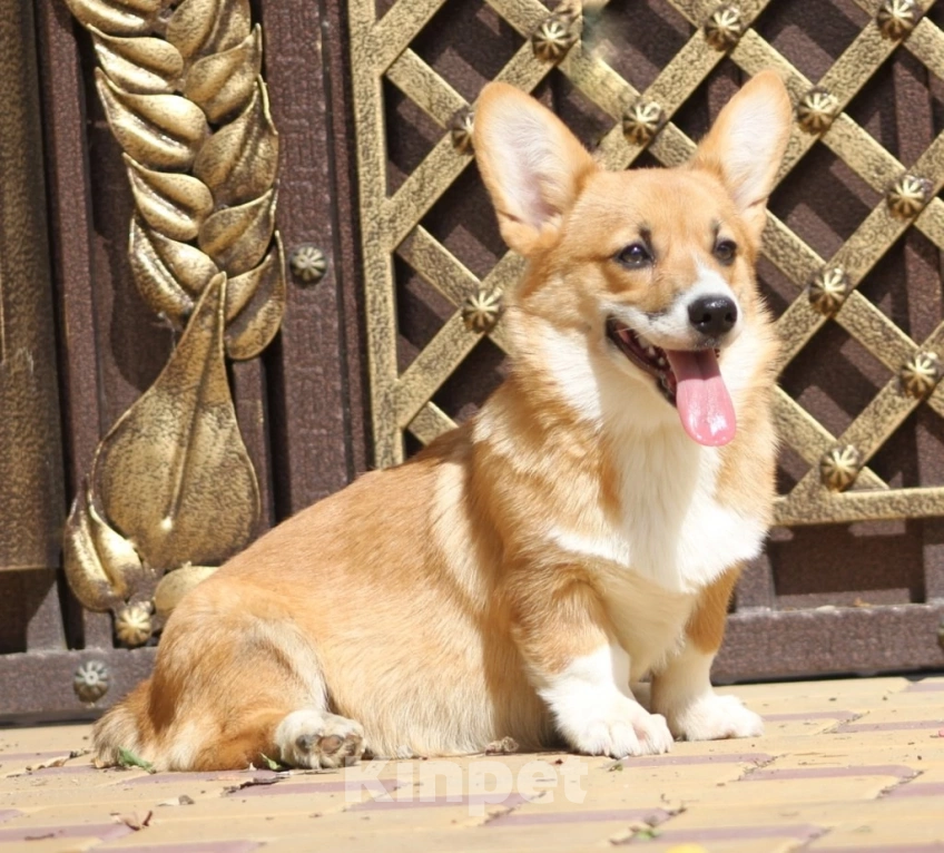 Собаки в Волгограде: Подрощенная девочка корги Девочка, Бесплатно - фото 5