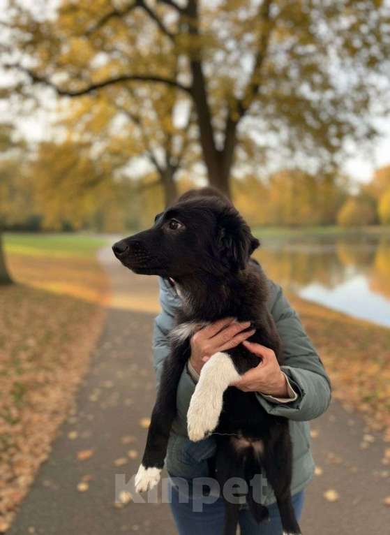Собаки в Москве: Отдам щенка в добрые руки Девочка, Бесплатно - фото 6