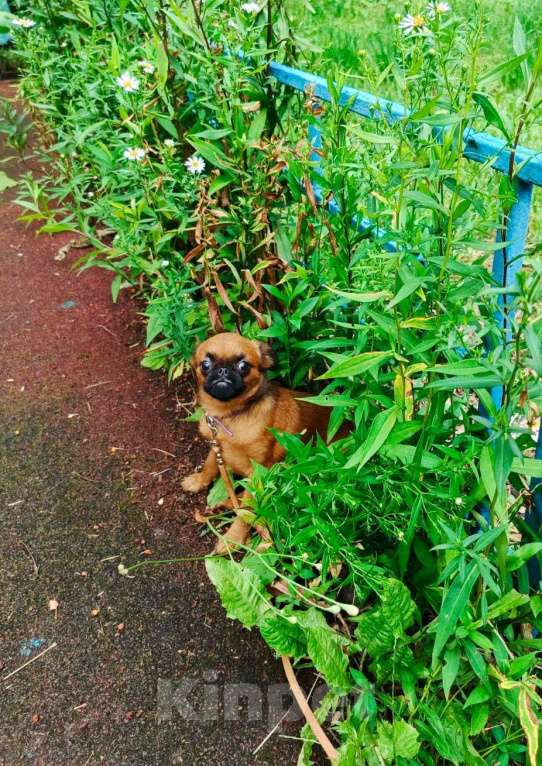 Собаки в Москве: Яркий мальчик пти-брабансон Мальчик, 50 000 руб. - фото 2