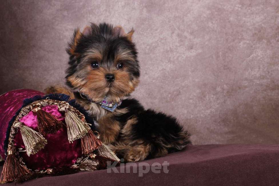 Собаки в Москве: Йоркширский  красавчик Ювентус Мальчик, 45 000 руб. - фото 5